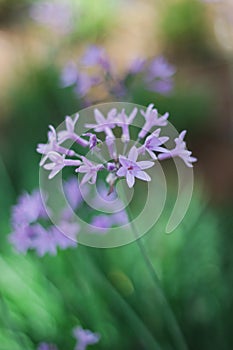 Society garlic or Tulbaghia violacea - a species of Wild Garlic. It is a clump-forming perennial with narrow leaves