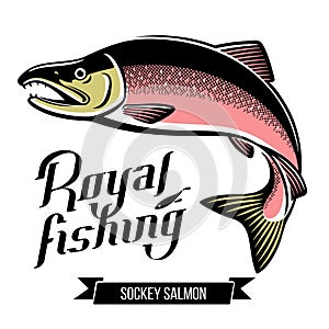 Sockey Salmon fish vector illustration