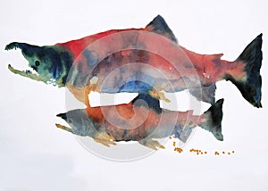 Sockeye Salmon Spawning Salmon Watercolor photo