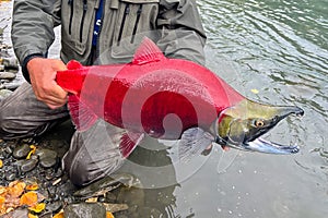 Sockeye salmon caught and released in Alaska