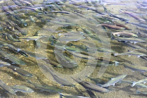 Sockeye Salmon entering the mouth of Brooks river