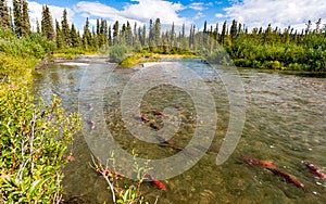 Sockeye salmon in the Gulkana River, Alaska