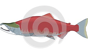 Sockeye Salmon Illustration