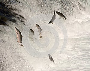 Sockeye salmon jumping