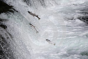 Sockeye Salmon Leaping Brooks Falls