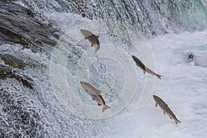 Sockeye Salmon Jumping Up Falls