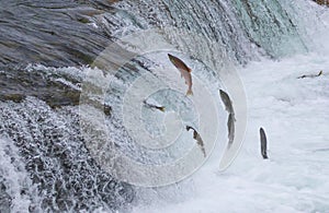 Sockeye Salmon Jumping Up Falls