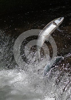 Sockeye Salmon Jumping Up the Weir