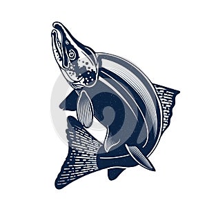 Sockeye Salmon Logo Illustration. Isolated on white background. photo