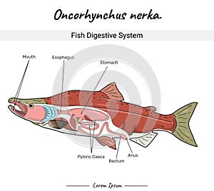 Sockeye Salmon oncorhynchus nerka fish digestive system