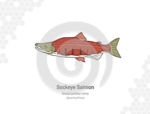 Sockeye Salmon - Oncorhynchus nerka illustration flat