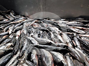 Sockeye Salmon processing in Alaska