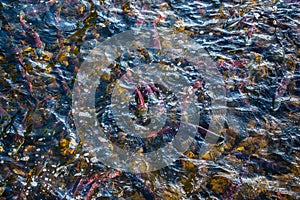 Sockeye Salmon ready to spawn