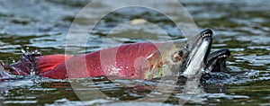 Sockeye Salmon in the river. Red spawning sockeye salmon in a river. Sockeye Salmon swimming and spawning. Scientific name: