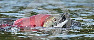 Sockeye Salmon in the river. Red spawning sockeye salmon in a river. Sockeye Salmon swimming and spawning. Scientific name: