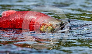 Sockeye Salmon in the river. Red spawning sockeye salmon in a river. Sockeye Salmon swimming and spawning. Scientific name: