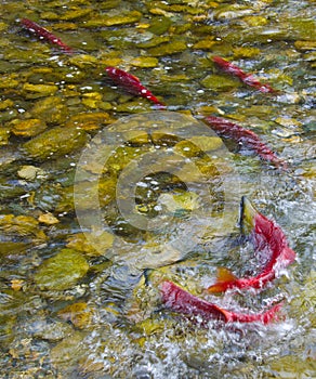 Sockeye Salmon spawning in a Canadian River