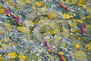 Sockeye Salmon spawning in a Canadian River