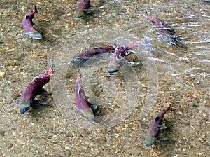 Sockeye Salmon Spawning photo