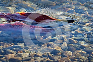 Sockeye Salmon Spawning, Shallow Creek