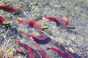 Sockeye Salmon Swim Up the Adams River