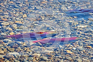 Sockeye Spawning, Adams River Shallows