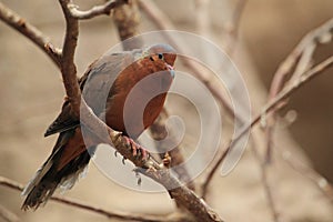 Socorro dove photo