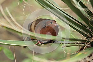 Socorro dove photo