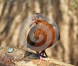 Socorro dove photo