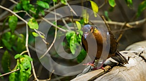 Socorro dove walking toward camera, Pigeon that is extinct in the wild, Tropical bird specie that lived on socorro island, Mexico photo