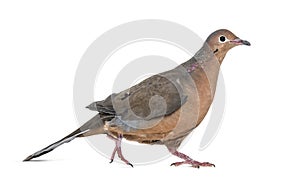 Socorro dove, Zenaida graysoni, is a dove walking