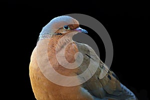 The Socorro dove Zenaida graysoni is a dove that is extinct in the wild. Very rare bird on a black background.Portrait of a rare photo
