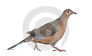 Socorro dove, Zenaida graysoni, is a dove walking photo