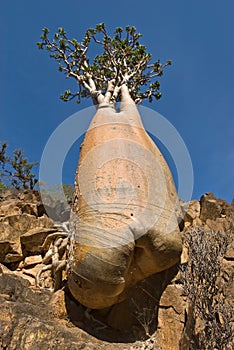 Socotra 301