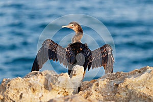 Socotra Cormorant bird drying her wings/ feathers in the sun against blue water of the sea. Socotra Cormorant with wide open wings