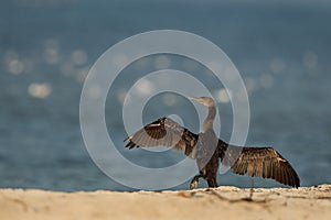 Socotra cormorant with full wing span