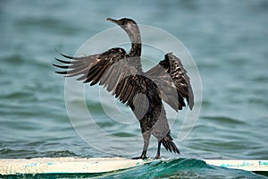 Socotra cormorant perched on a boast drying its wing at Busaiteen coast, Bahrain