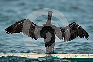 Socotra cormorant perched on a boast spreading its wings, Bahrain