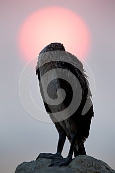 Socotra cormorant sleeoing during sunrise at Busaiteen coast of Bahrain