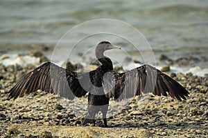 Socotra cormorant spreading its full wing span to dry its wings