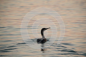 Socotra cormorant swimming during sunrise, Bahrain