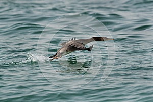 Socotra cormorant takeoff