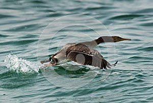 Socotra cormorant takeoff, Buasiteen coast, Bahrain