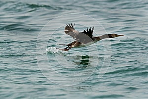 Socotra cormorant uplifting above the water photo