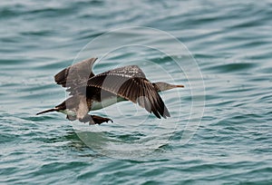 Socotra cormorant uplifting to fly photo