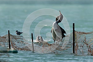 Socotra cormorants courtship, Busaiteen coast