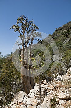 The Socotra Desert Rose or Bottle Tree