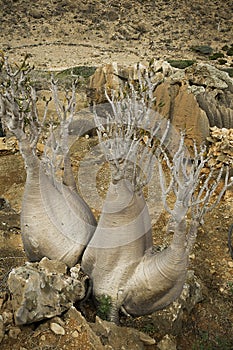 The Socotra Desert Rose or Bottle Tree (Adenium obesum socotranum)