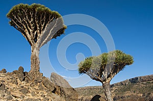 Socotra, island, Indian Ocean, Yemen, Middle East