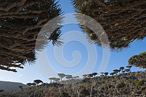 Socotra, island, Indian Ocean, Yemen, Middle East